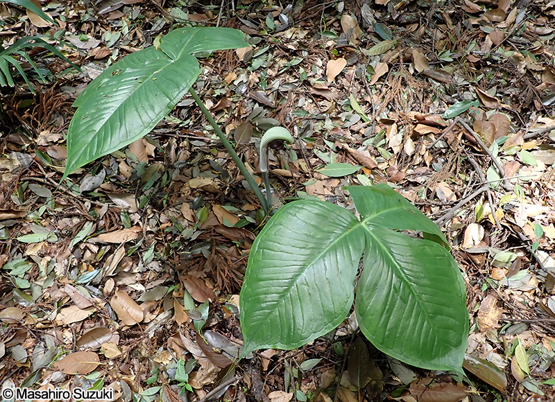 ムサシアブミ Arisaema ringens