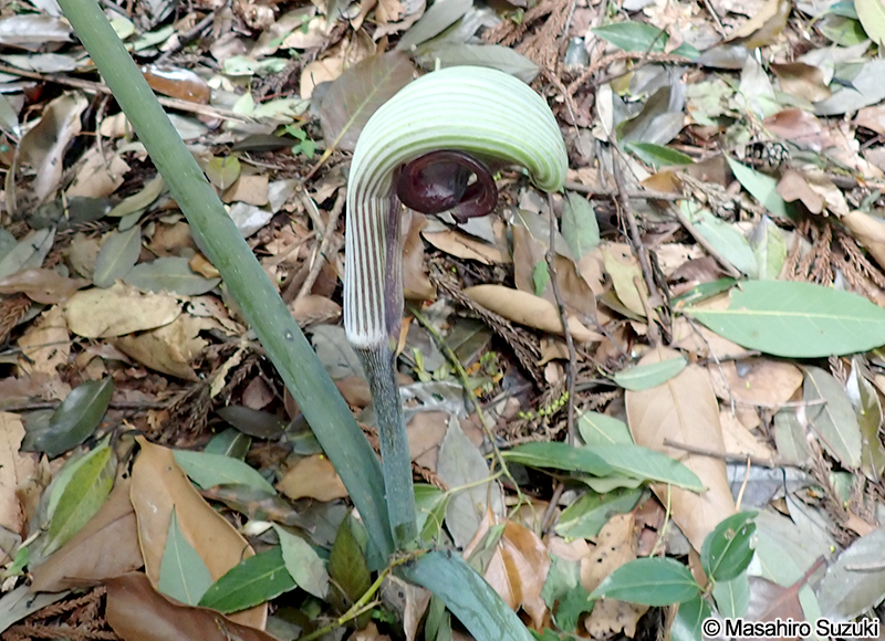 ムサシアブミ Arisaema ringens