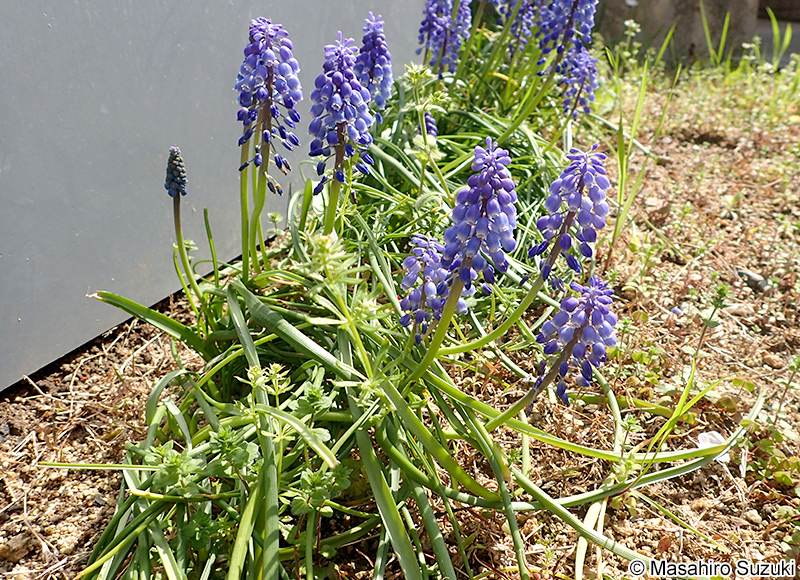 ブドウムスカリ Muscari armeniacum