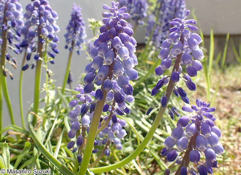 ブドウムスカリ Muscari armeniacum