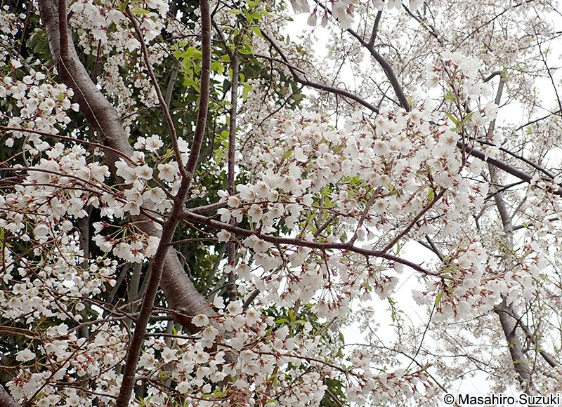 ムシャザクラ Cerasus taiwaniana