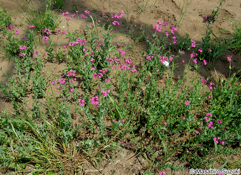 ムシトリナデシコ Silene armeria