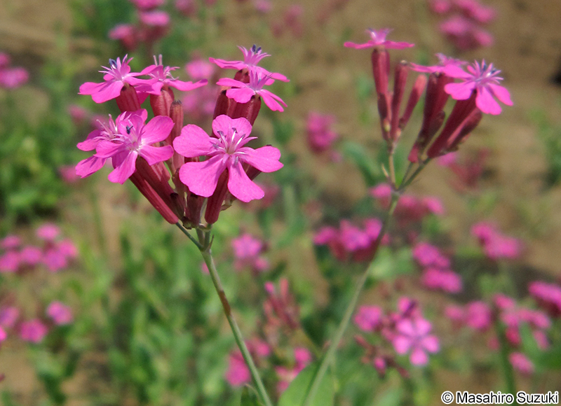 ムシトリナデシコ Silene armeria