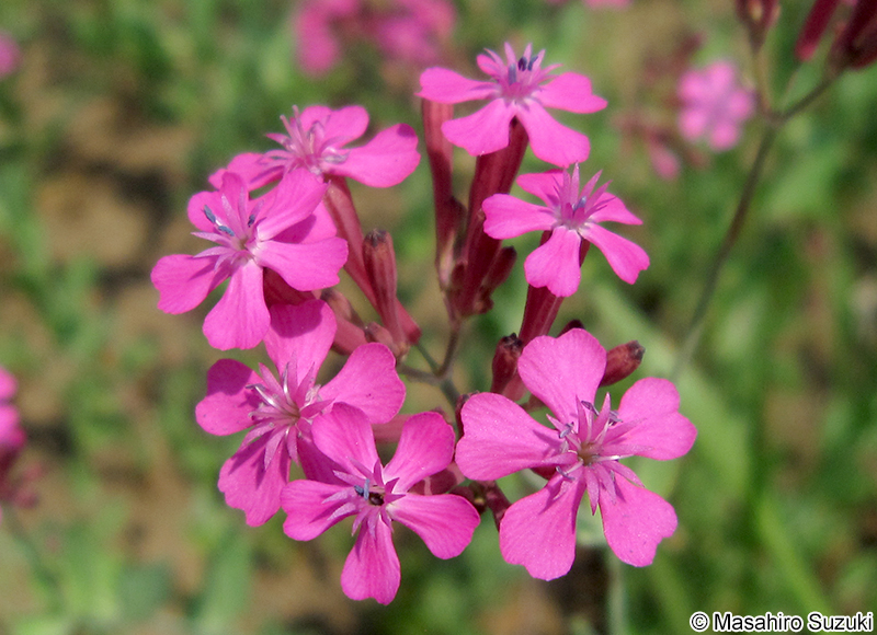 ムシトリナデシコ Silene armeria