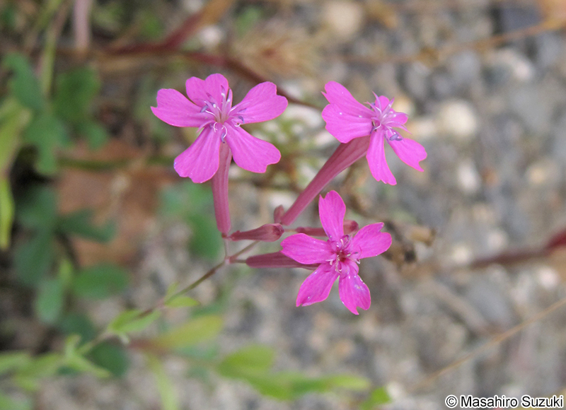 ムシトリナデシコ Silene armeria