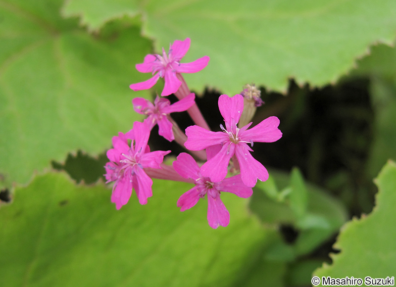 ムシトリナデシコ Silene armeria