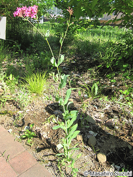 ムシトリナデシコ Silene armeria