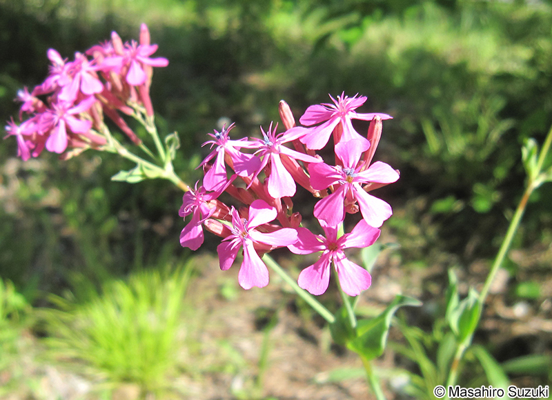 ムシトリナデシコ Silene armeria