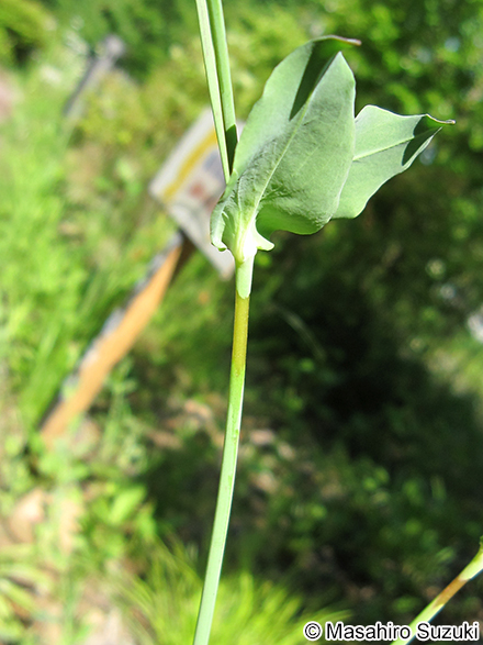 ムシトリナデシコ Silene armeria