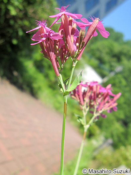 ムシトリナデシコ Silene armeria
