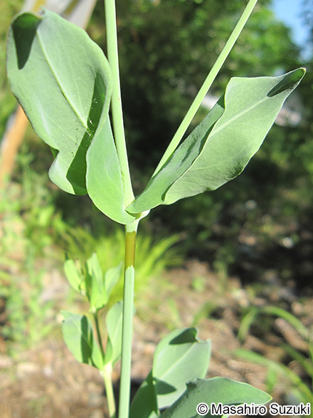 ムシトリナデシコ Silene armeria