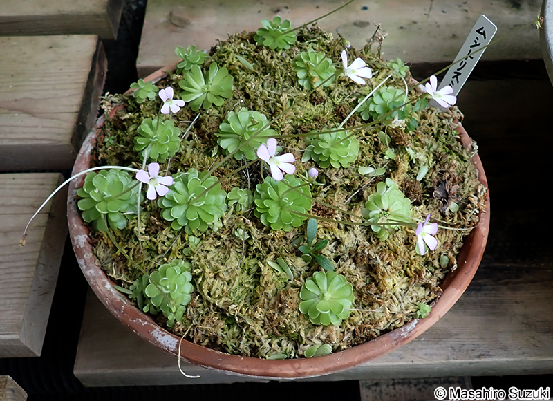 ムシトリスミレ属の1種 Pingucula sp.