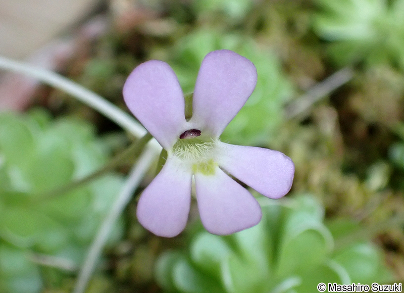 ムシトリスミレ属の1種 Pingucula sp.