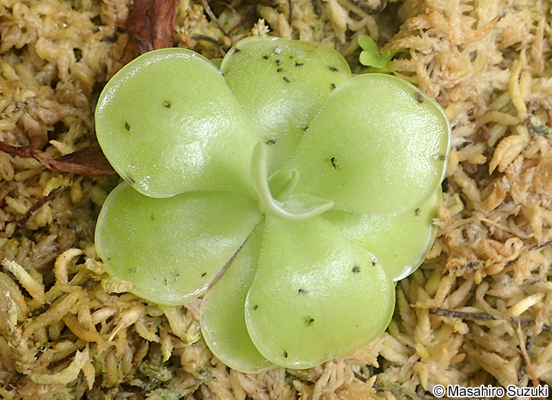 ムシトリスミレ属の1種 Pingucula sp.