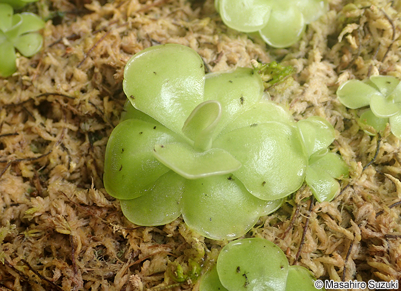 ムシトリスミレ属の1種 Pingucula sp.