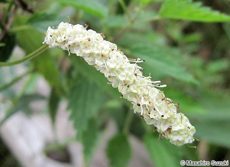 ナガボノワレモコウ Sanguisorba tenuifolia