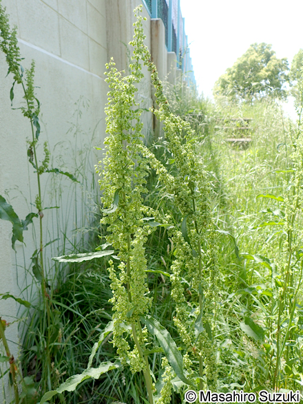 ナガバギシギシ Rumex crispus
