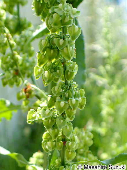 ナガバギシギシ Rumex crispus