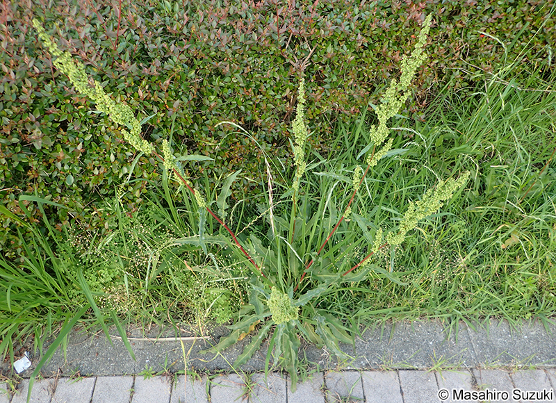 ナガバギシギシ Rumex crispus