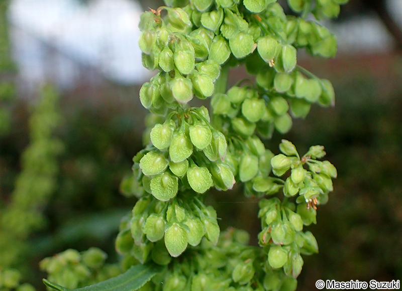 ナガバギシギシ Rumex crispus