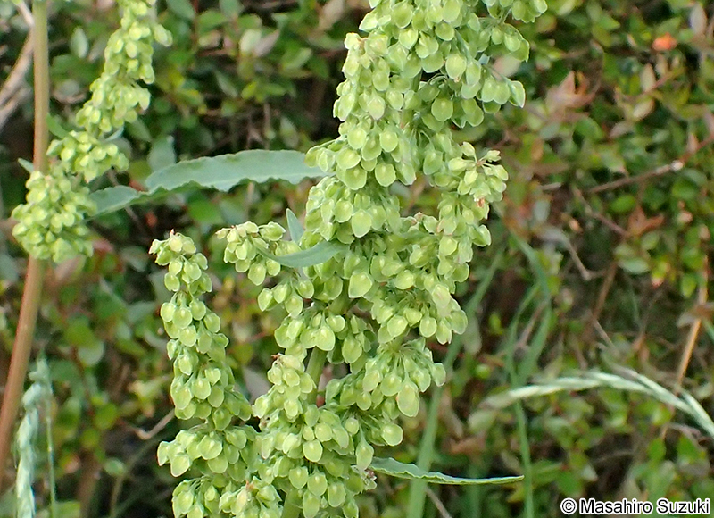 ナガバギシギシ Rumex crispus