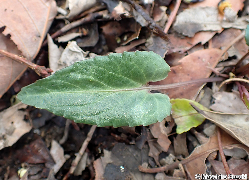 ナガバノタチツボスミレ Viola ovato-oblonga