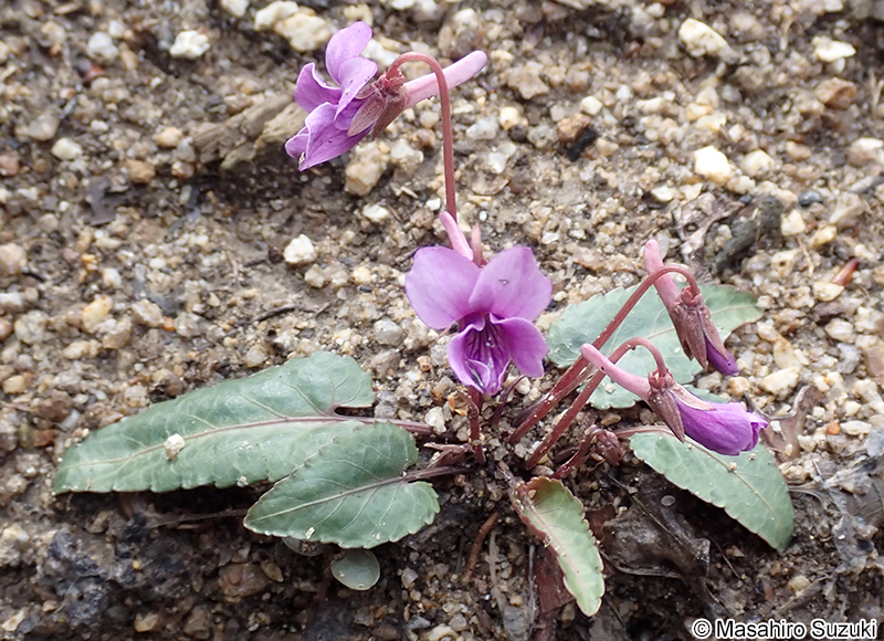 ナガバノタチツボスミレ Viola ovato-oblonga