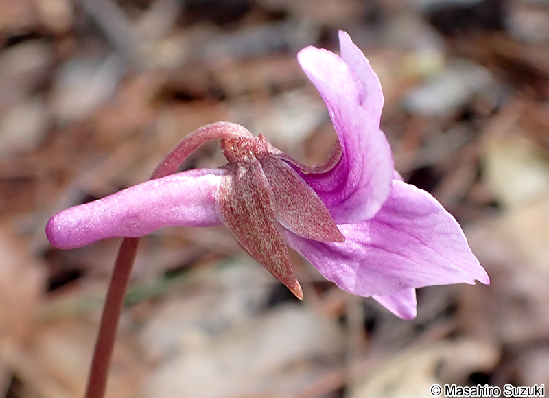 ナガバノタチツボスミレ Viola ovato-oblonga