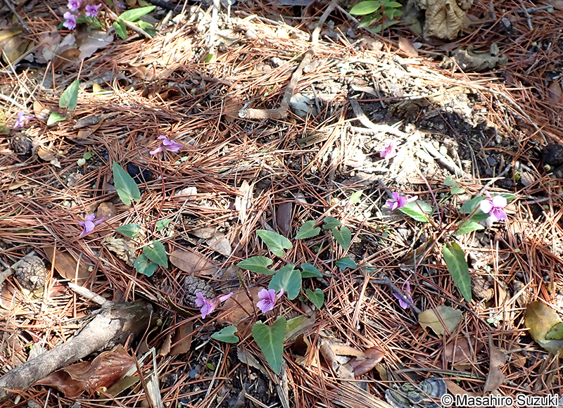 ナガバノタチツボスミレ Viola ovato-oblonga