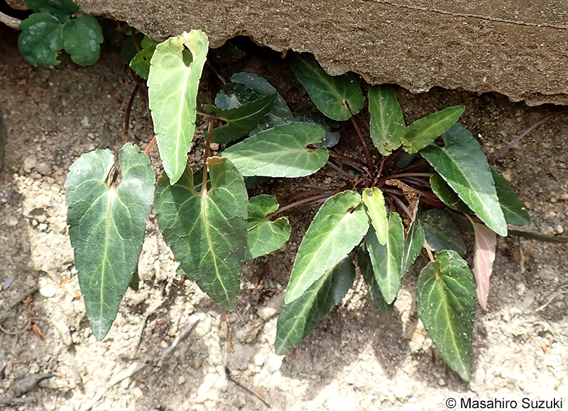 ナガバノタチツボスミレ Viola ovato-oblonga