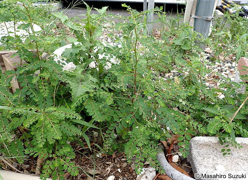 ナガエコミカンソウ Phyllanthus tenellus