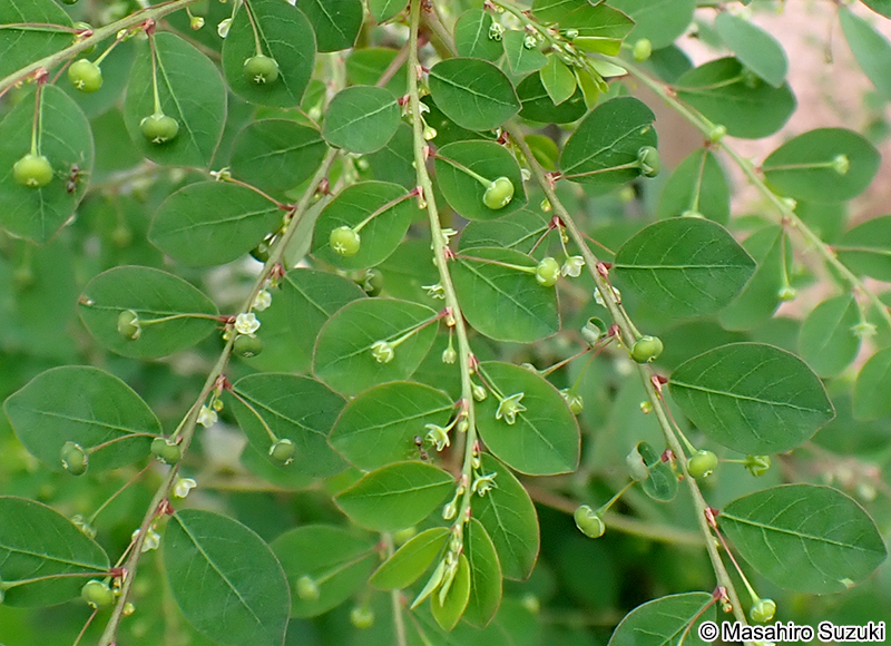 ナガエコミカンソウ Phyllanthus tenellus