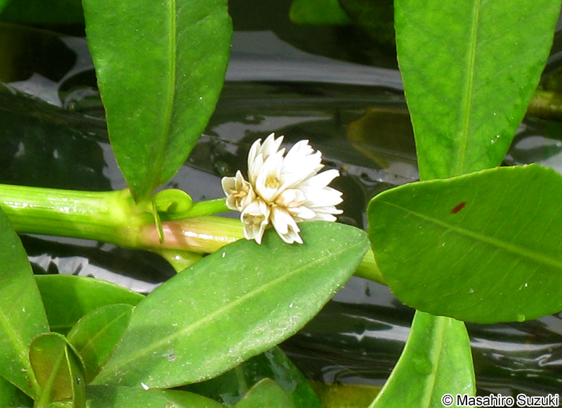 ナガエツルノゲイトウ Alternanthera philoxeroides