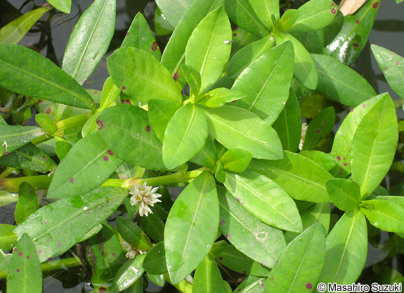 ナガエツルノゲイトウ Alternanthera philoxeroides