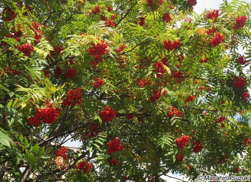ナナカマド Sorbus commixta