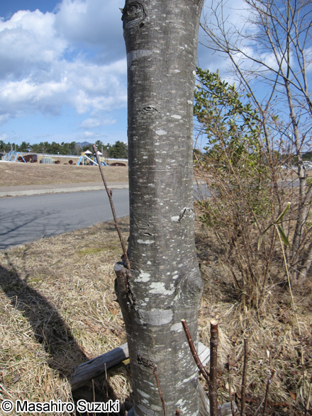ナナカマド Sorbus commixta