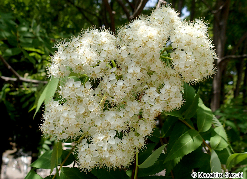 ナナカマド Sorbus commixta