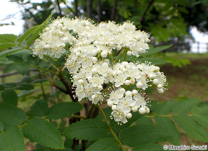 ナナカマド Sorbus commixta
