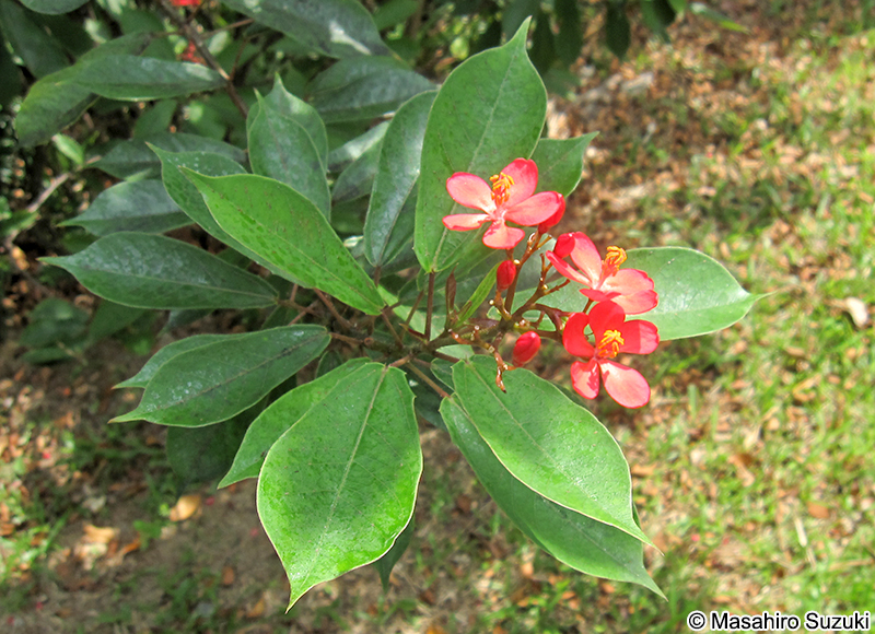 テイキンザクラ Jatropha integerrima