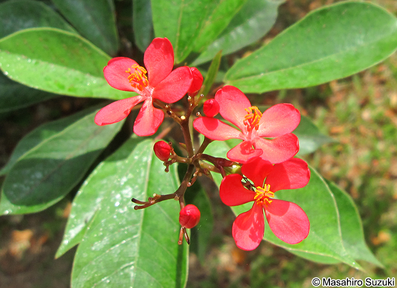 テイキンザクラ Jatropha integerrima