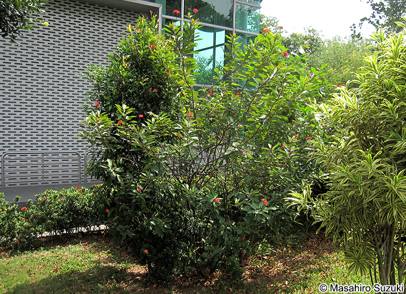 テイキンザクラ Jatropha integerrima