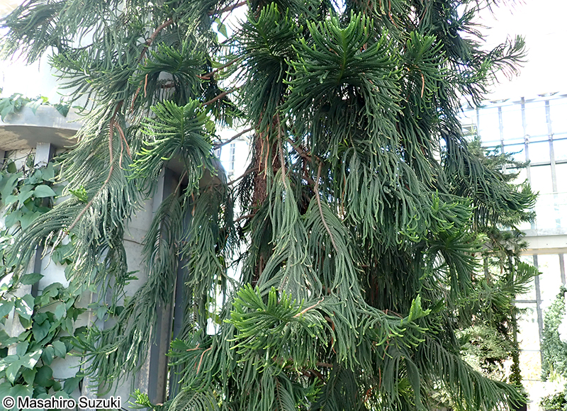 ナンヨウスギ Araucaria cunninghamii