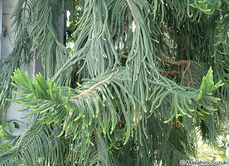 ナンヨウスギ Araucaria cunninghamii
