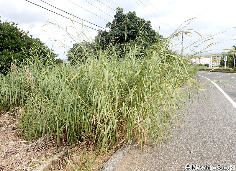 ナピアグラス Pennisetum purpureum