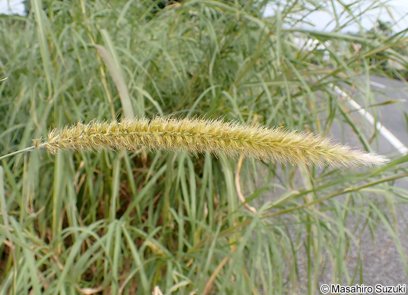 ナピアグラス Pennisetum purpureum