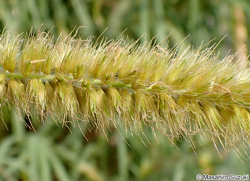 ナピアグラス Pennisetum purpureum