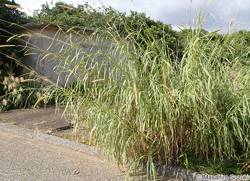 ナピアグラス Pennisetum purpureum