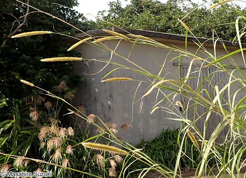 ナピアグラス Pennisetum purpureum