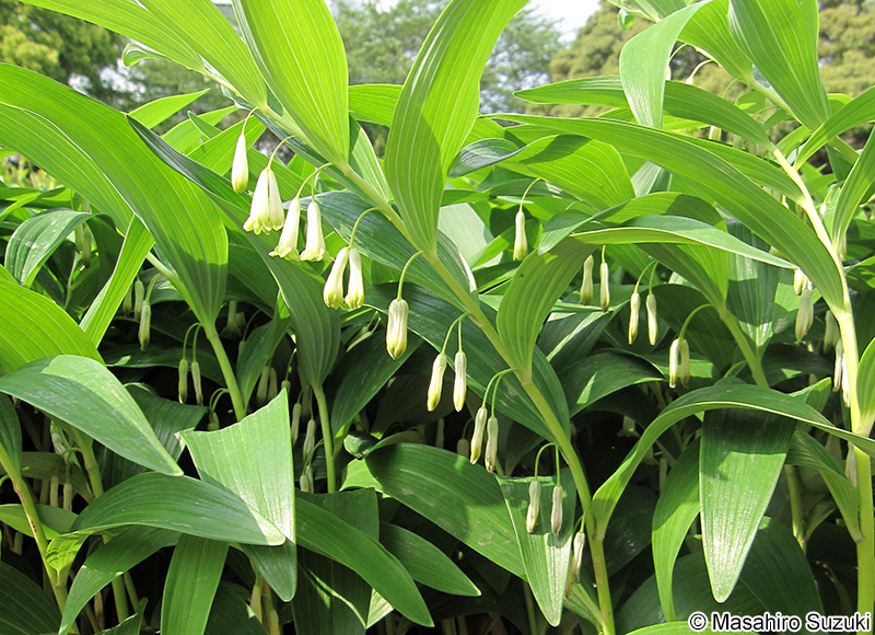 ナルコユリ Polygonatum falcatum