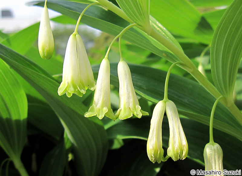 ナルコユリ Polygonatum falcatum